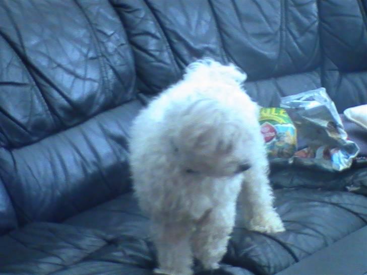 Malteser Manse - Mmh . De chips der . Er de ikke til mig ? :D billede 5