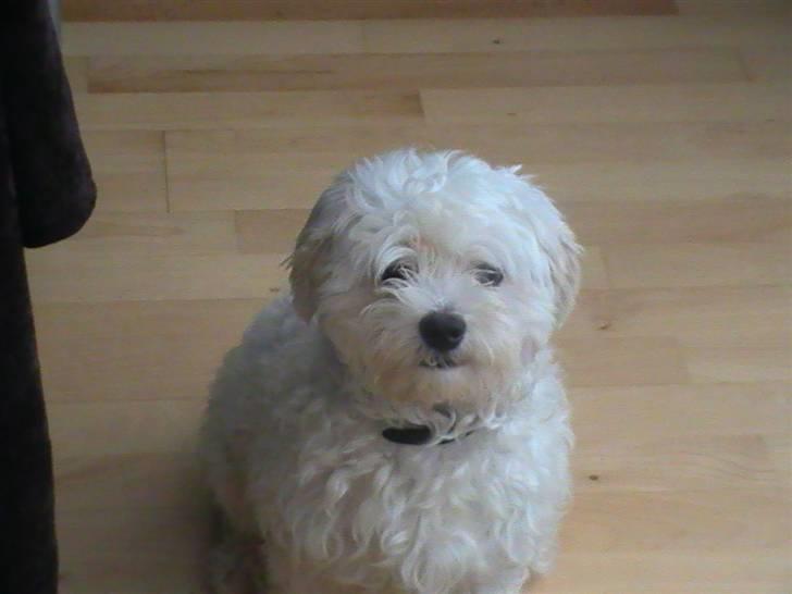 Malteser Manse - Nu ser han fin ud igen :D billede 6