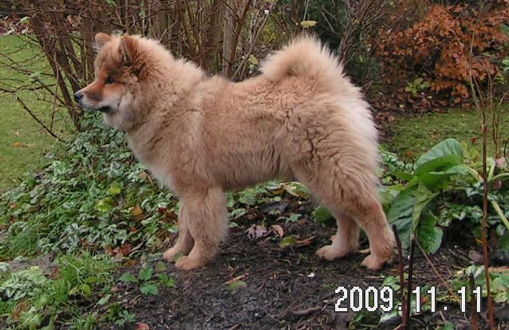 Eurasier Kærlundegård´s U-Akka billede 1