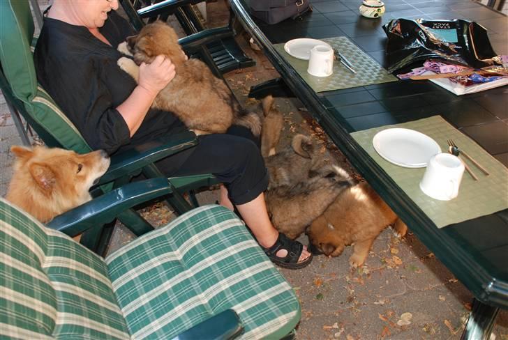 Eurasier Kærlundegård´s U-Akka - 27/8 09 da vi hentede Akka billede 2