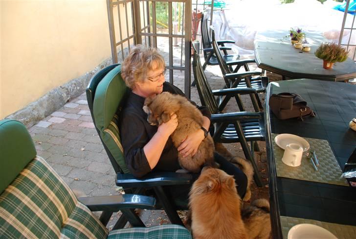 Eurasier Kærlundegård´s U-Akka billede 3