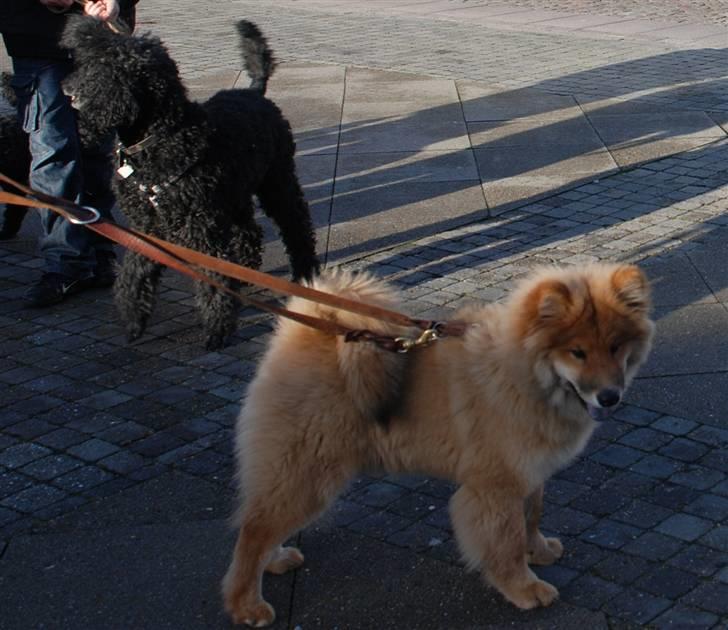 Eurasier Kærlundegård´s U-Akka - På gaden i Esbjerg billede 4