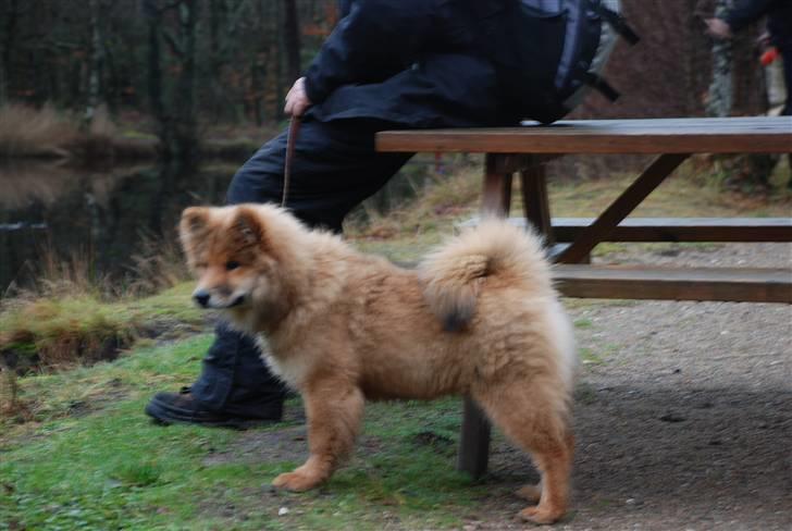 Eurasier Kærlundegård´s U-Akka - Her ved Tværsted søerne billede 5