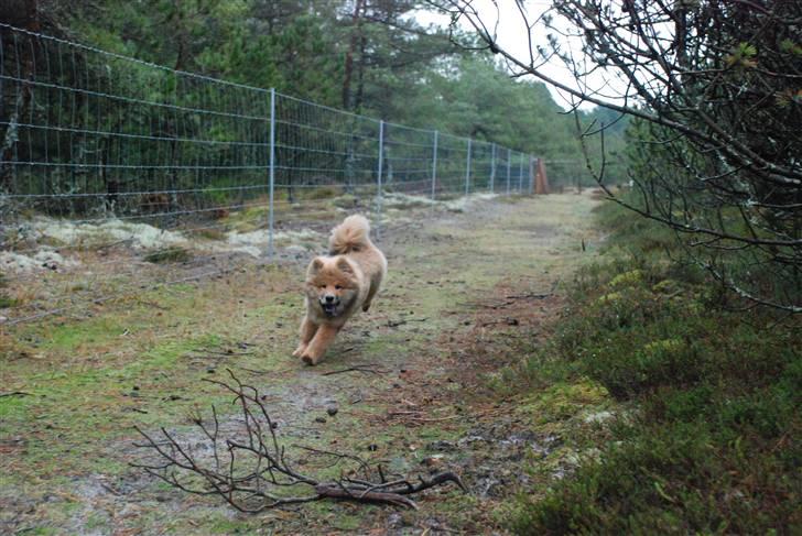 Eurasier Kærlundegård´s U-Akka - Der er fart over feltet,  Akka er en tur på fri fod i hundeskoven billede 6