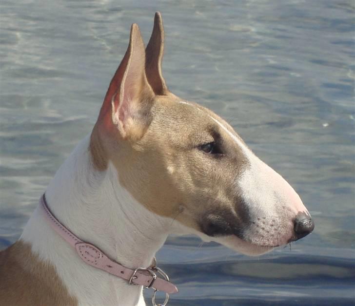 Bullterrier miniature Grace Vom-Emkental  billede 10
