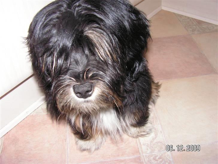 Blanding af racer Max - jeg har fået meget hår! billede 15