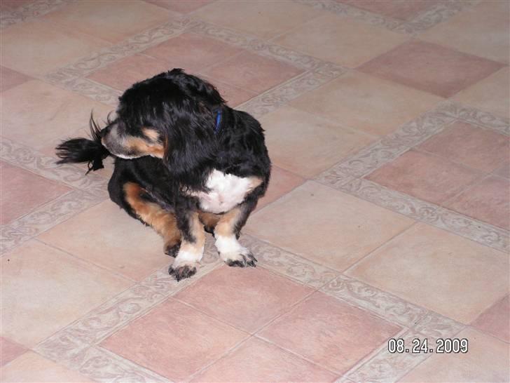 Blanding af racer Max - har lige været til frisør og vil ikke kigger væk billede 16