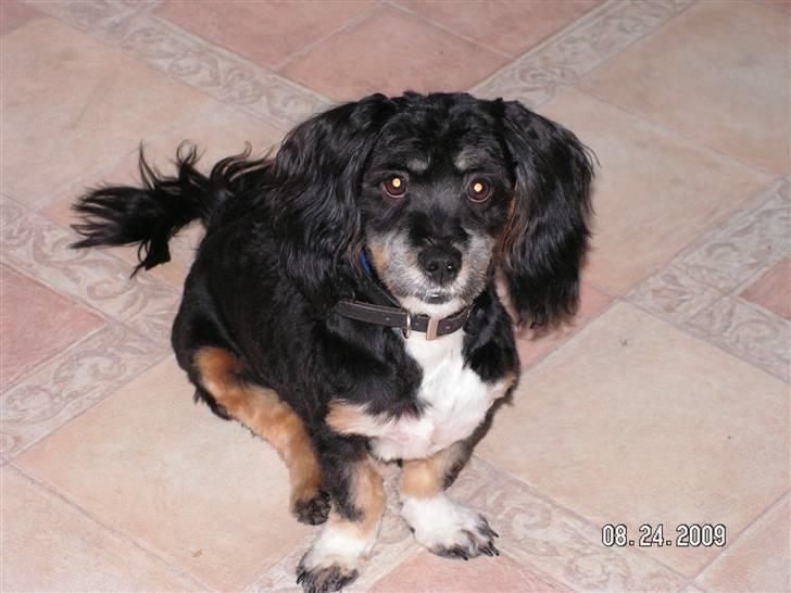 Blanding af racer Max - hvad laver du!! billede 17