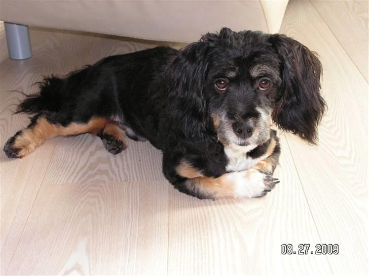 Blanding af racer Max - er blevet træt billede 18