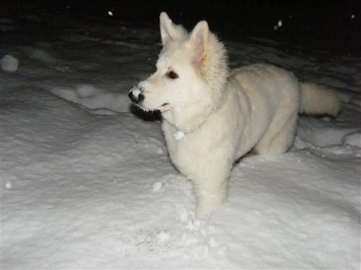 Hvid schæfer Isabell billede 12