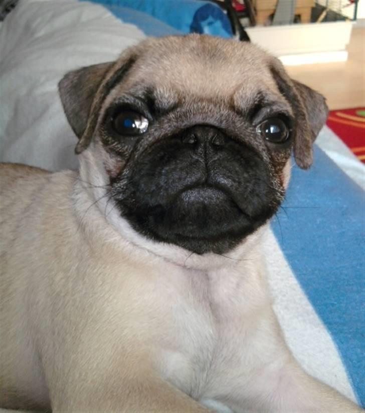 Mops Benson billede 11