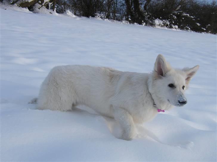 Hvid schæfer Isabell billede 13