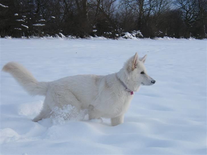 Hvid schæfer Isabell billede 14