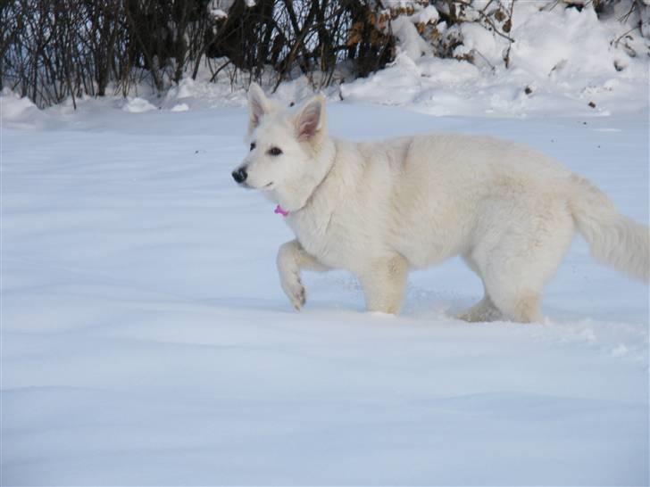 Hvid schæfer Isabell billede 15