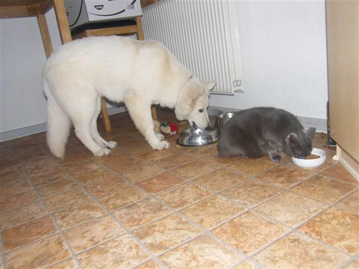 Hvid schæfer Isabell billede 16