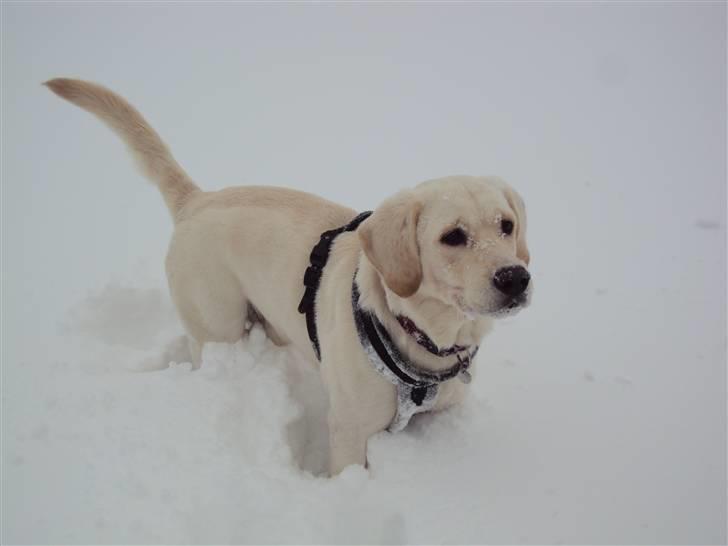 Golden retriever /Labrador Basse * DU ER SAVNET * - Basse i sneen d. 17. december 09 :) billede 11