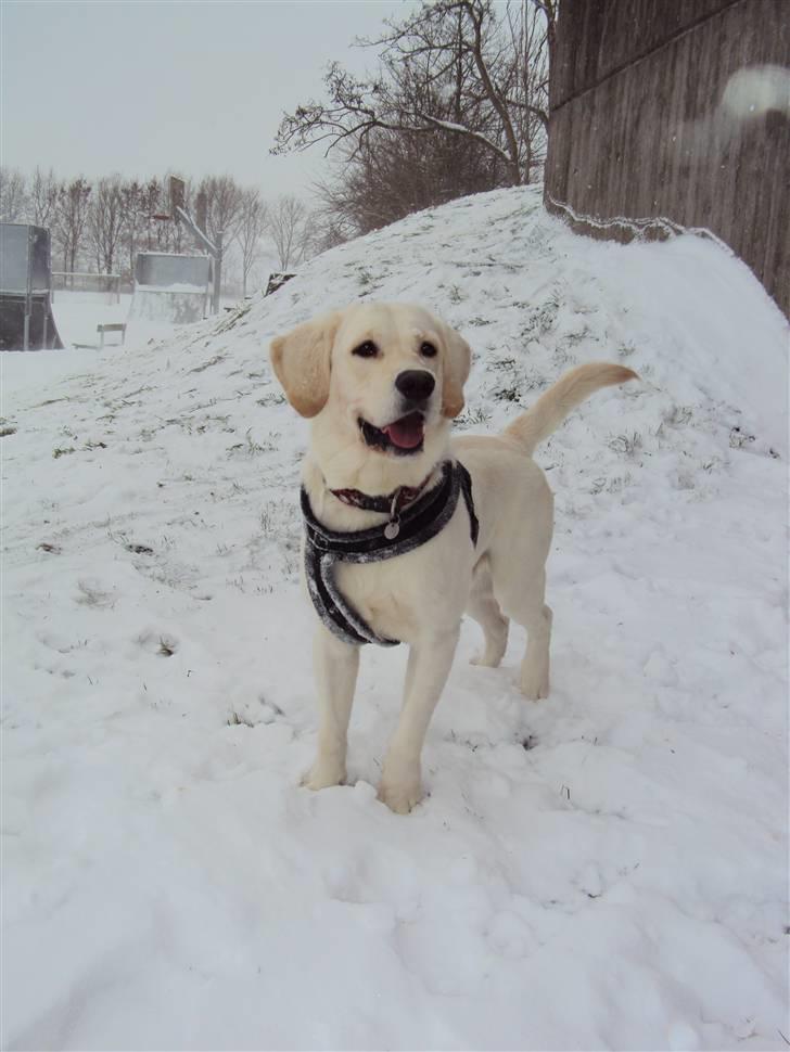 Golden retriever /Labrador Basse * DU ER SAVNET * - Basse hygger :D d. 17. december 09 billede 12