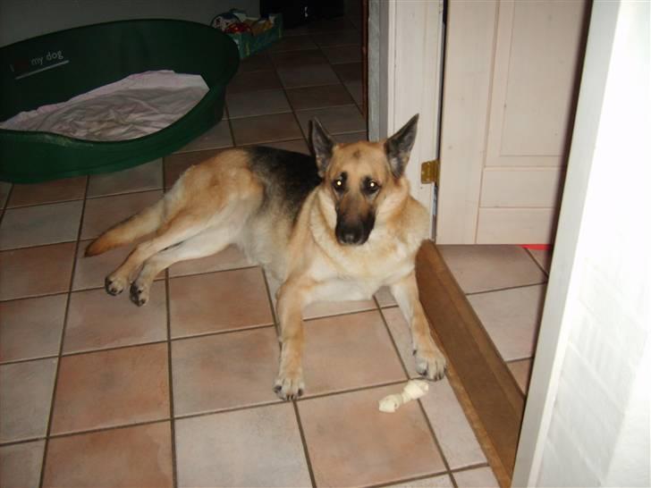 Schæferhund Thes billede 1