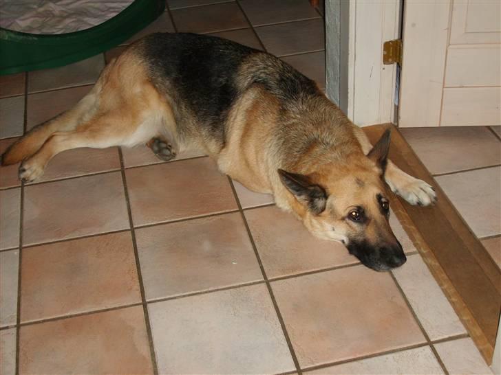 Schæferhund Thes billede 2