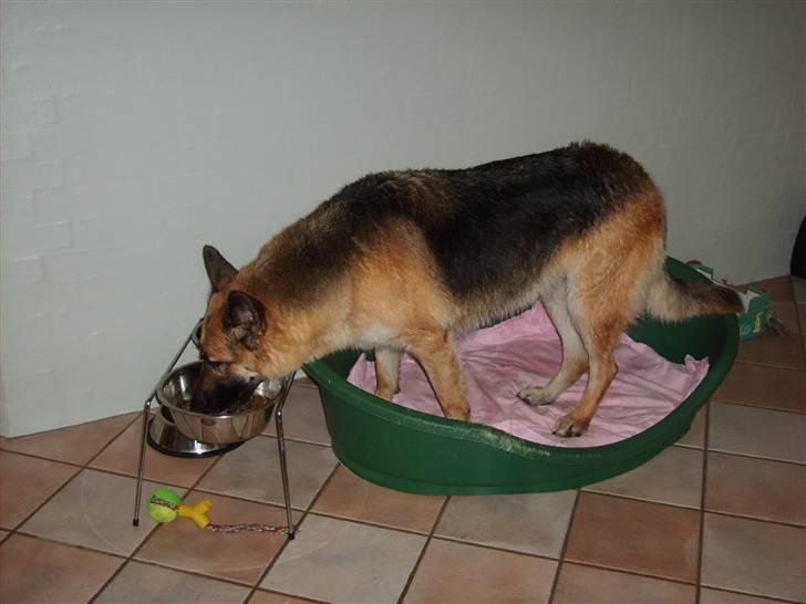 Schæferhund Thes billede 3