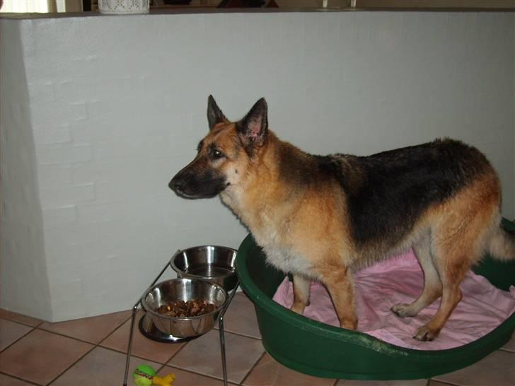 Schæferhund Thes billede 4