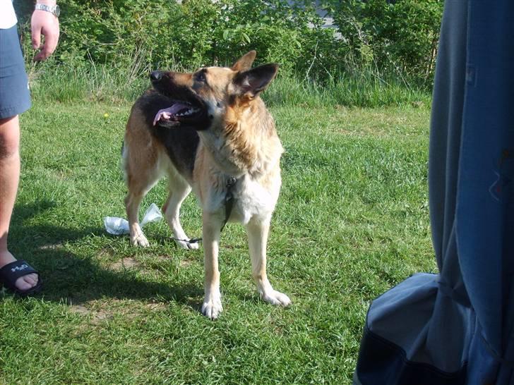 Schæferhund Thes billede 5
