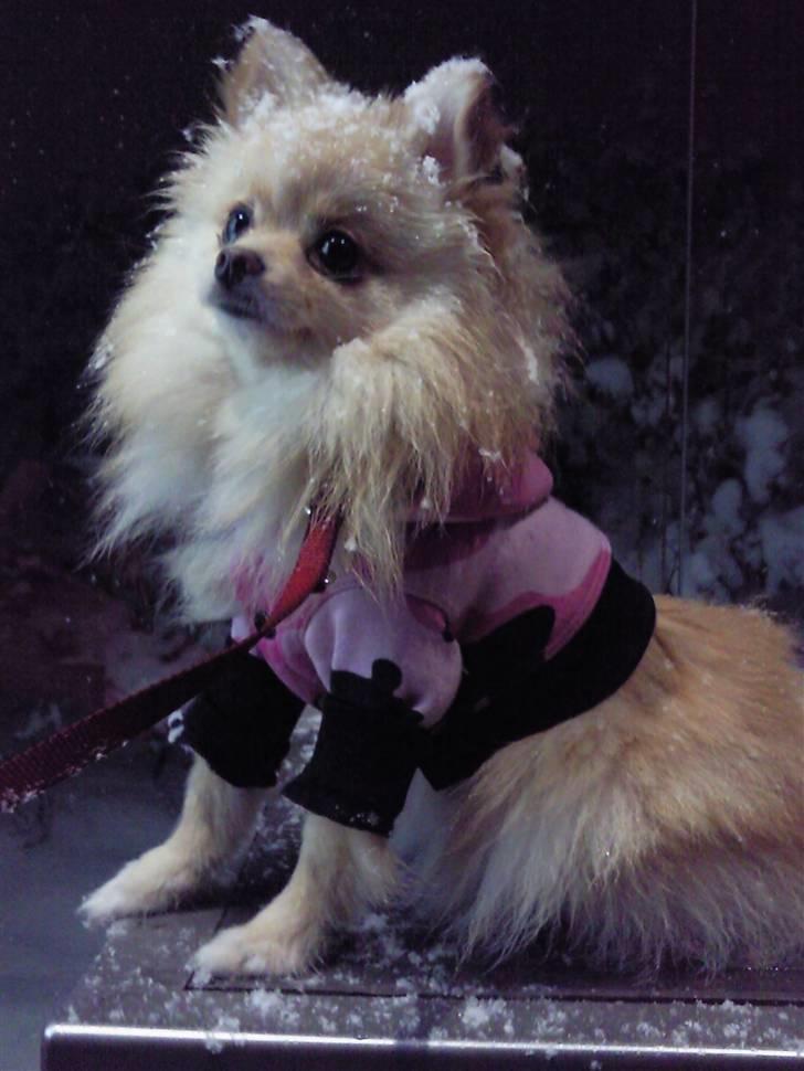 Pomeranian Silke bor ved en veninde  - Jeg eeelsker sne! Mor siger jeg skal have bluse på fordi sneen sætter sig fast i min pels! billede 1
