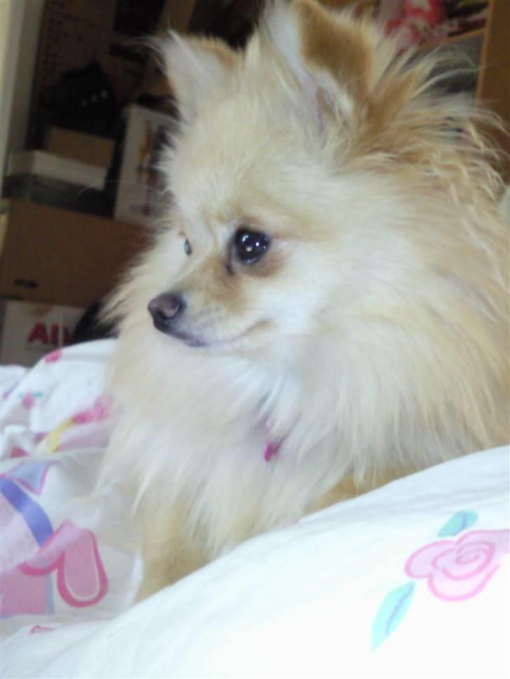 Pomeranian Silke bor ved en veninde  - Lille og fin billede 2