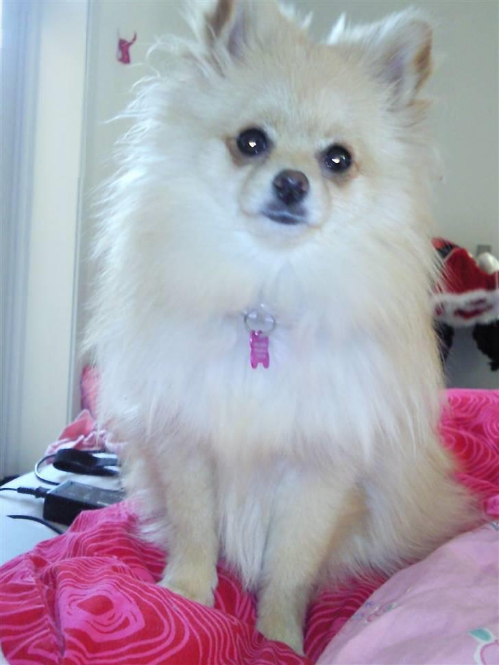 Pomeranian Silke bor ved en veninde  - Første dag i sengen! billede 3