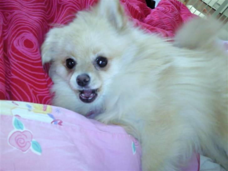 Pomeranian Silke bor ved en veninde  - Ihh mor driller :o) billede 4