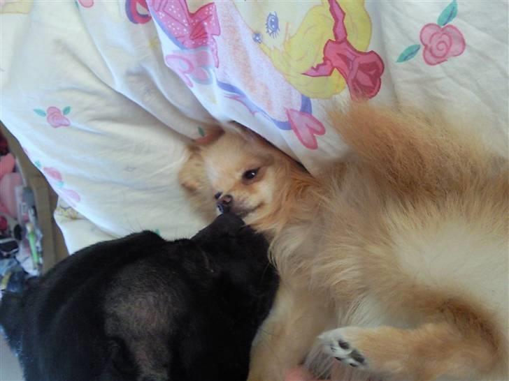 Pomeranian Silke bor ved en veninde  - Får lige en mysser af Princess billede 5