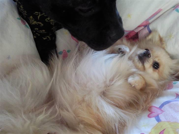 Pomeranian Silke bor ved en veninde  - Ligger lige og gør mig til for Princess som vasker min mave! billede 6