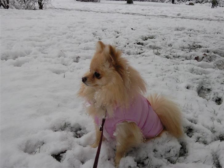 Pomeranian Silke bor ved en veninde  - Se lige alt det sne!  Ihh det sidder fast i pelsen! billede 7