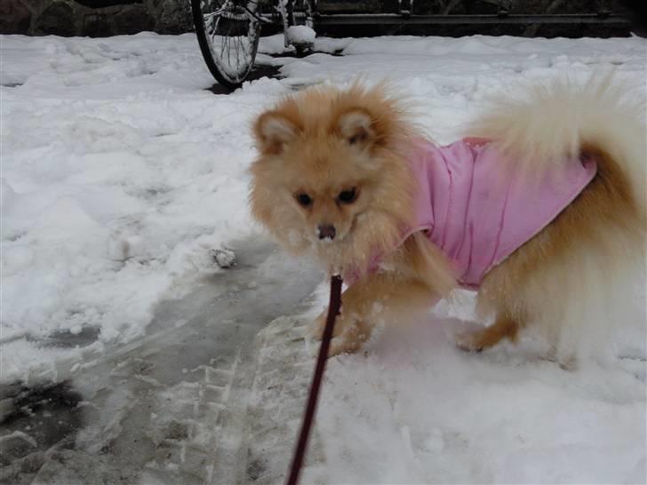 Pomeranian Silke bor ved en veninde  - Mmm sne smager godt billede 8