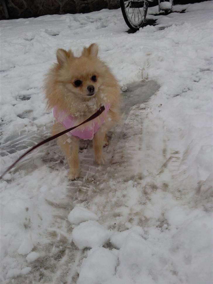Pomeranian Silke bor ved en veninde  - Det flyver jo væk fra mig! billede 9