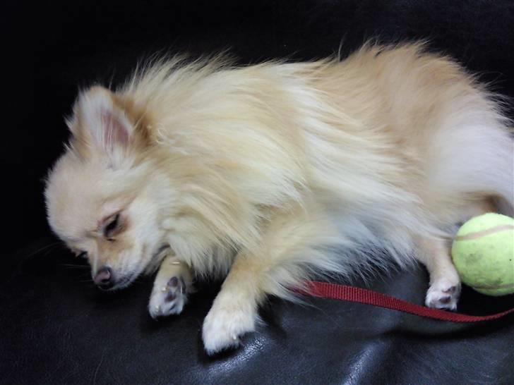 Pomeranian Silke bor ved en veninde  - Pyha nu er jeg træt! billede 10