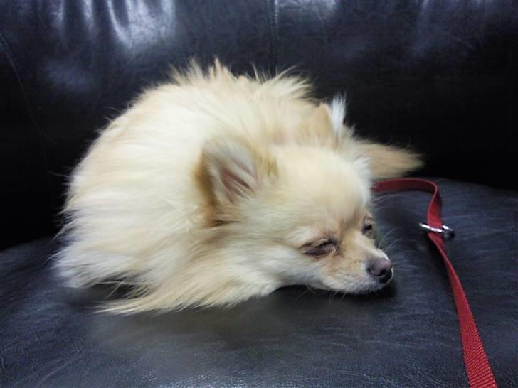 Pomeranian Silke bor ved en veninde  - Snorook! billede 11