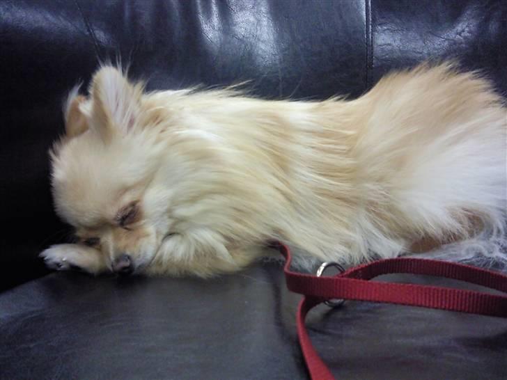 Pomeranian Silke bor ved en veninde  - Lille og sød! billede 12