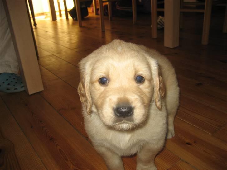 Golden retriever bamse - Lille, buttet og dejlig.... billede 2