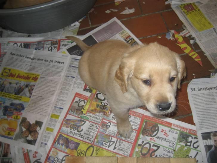Golden retriever bamse - Ved de slet ikke at jeg ikke kan læse? billede 3