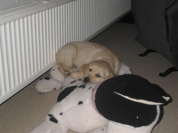 Golden retriever bamse - Første dag hjemme. billede 4