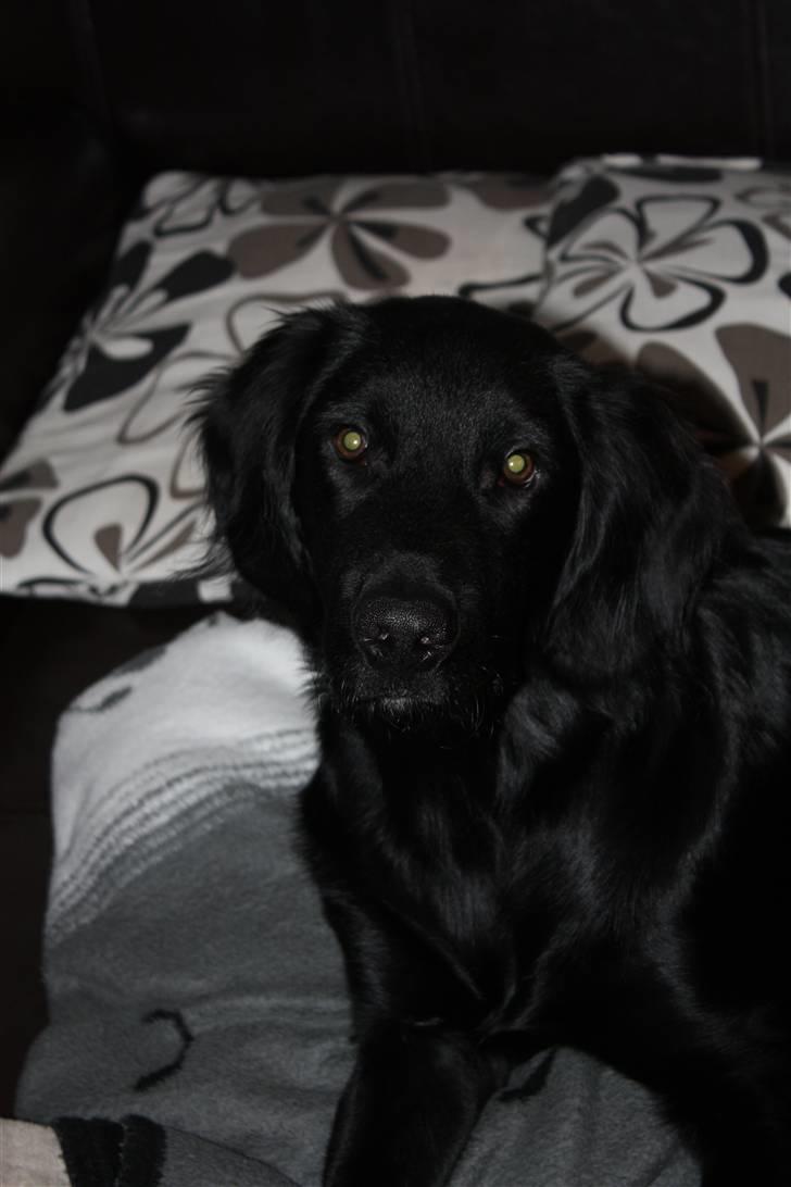 Labrador retriever Basse billede 1