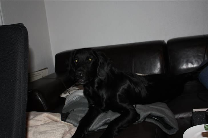 Labrador retriever Basse billede 2