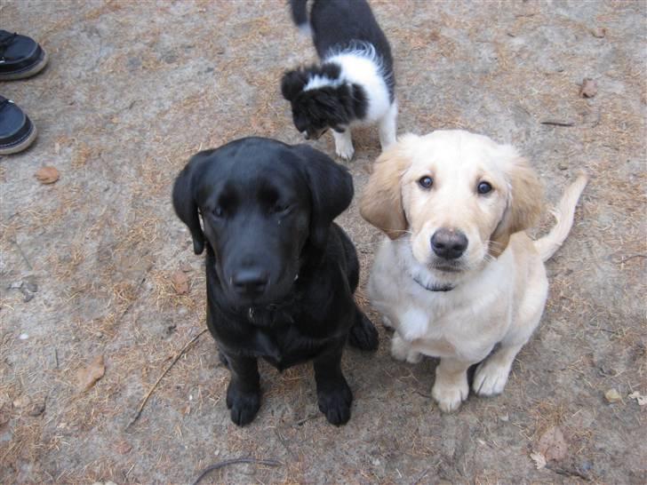 Golden retriever bamse - Er vi ikke søde????? billede 5