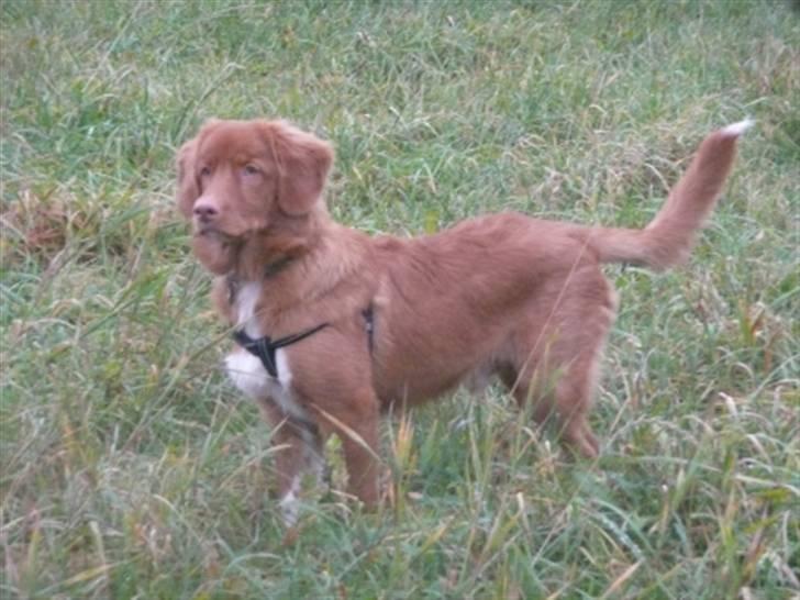 Nova scotia duck tolling retriever Eddie - Eddie 6 måneder billede 1