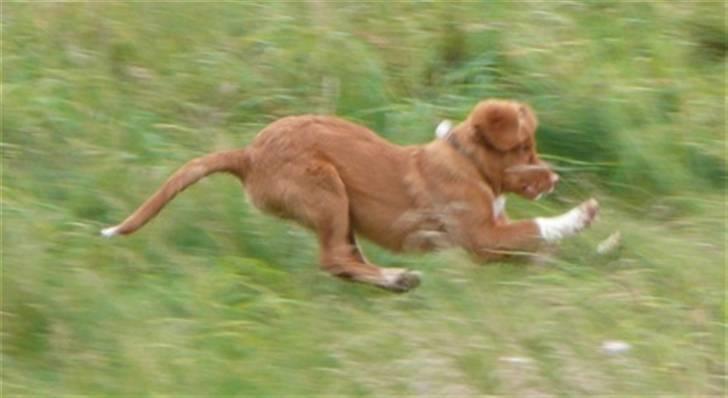 Nova scotia duck tolling retriever Eddie billede 2