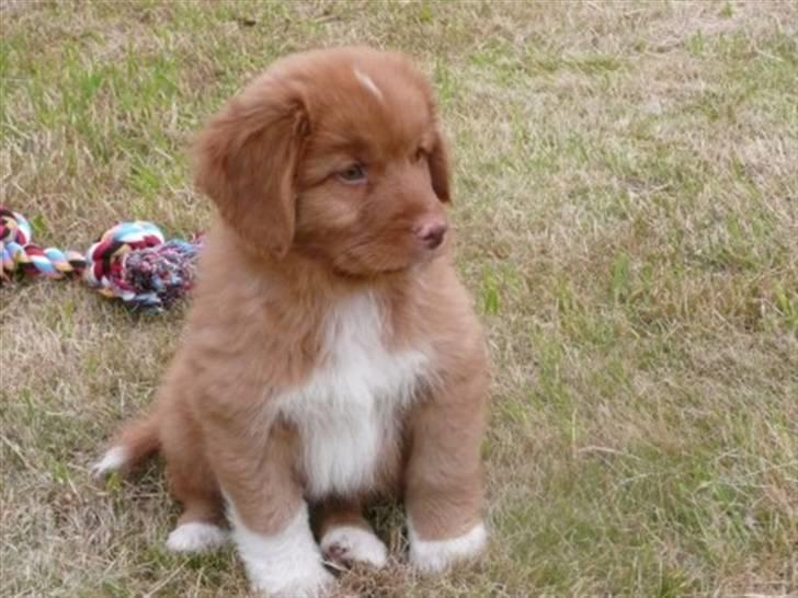Nova scotia duck tolling retriever Eddie - Eddie første dag vi havde ham, juli 2009 billede 3