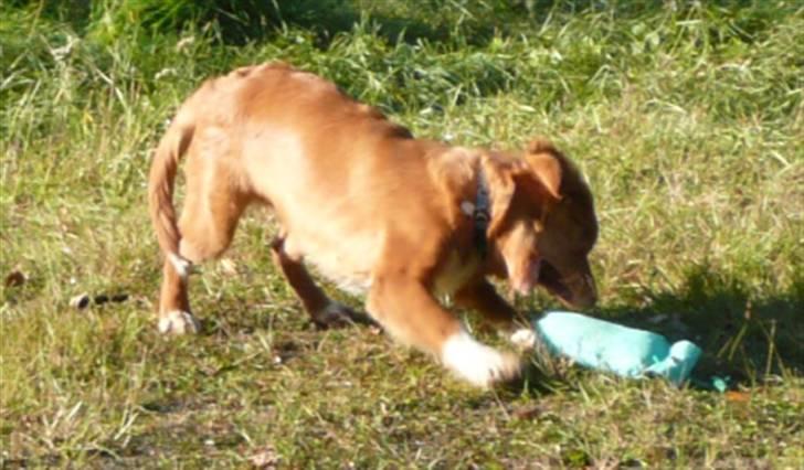 Nova scotia duck tolling retriever Eddie billede 4