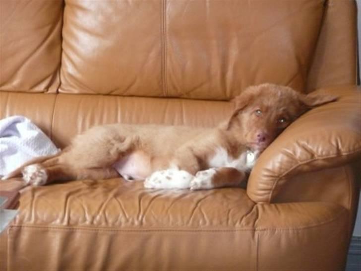 Nova scotia duck tolling retriever Eddie billede 5