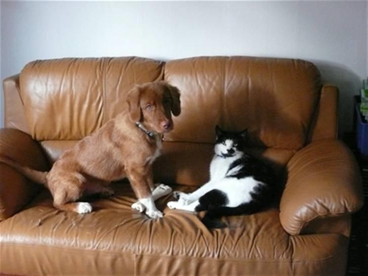 Nova scotia duck tolling retriever Eddie - Eddie og den sure gamle hankat han leger med dagligt(om katten vil eller ej) billede 6